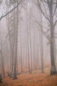 Bare trees in forest during autumn