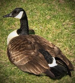 Close-up of bird on field