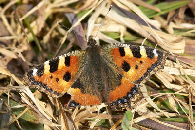 Close-up of butterfly on leaf