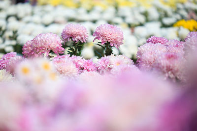 Close-up of pink cherry blossoms