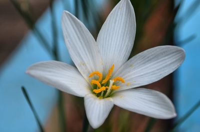 Close-up of white flower blooming outdoors