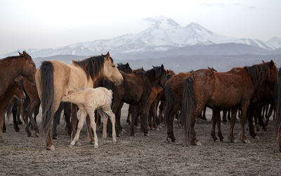 Panoramic view of elephants on field during winter