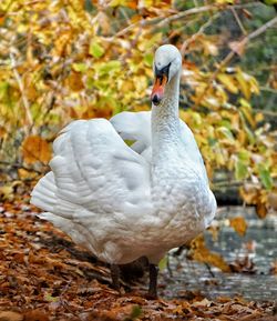 Close-up of swan in water