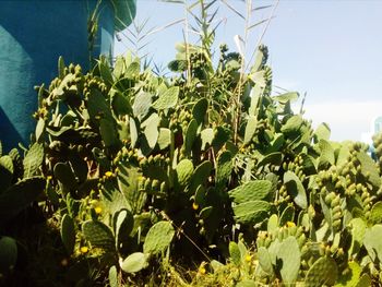 Close-up of flowering plants on field against sky