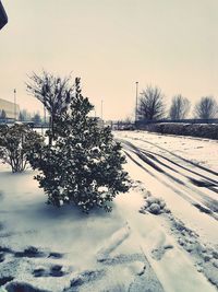 Frozen trees on field against clear sky during winter