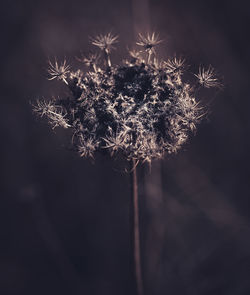 Close-up of dried plant