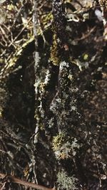 Close-up of tree