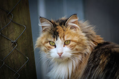 Close-up of ginger cat