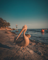 View of pelican on beach against sky