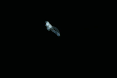 Low angle view of jellyfish against black background