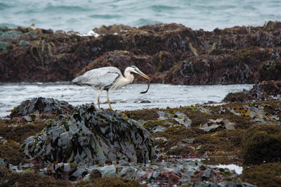 Gray heron at dirty beach