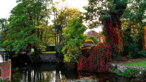 Reflection of trees in water