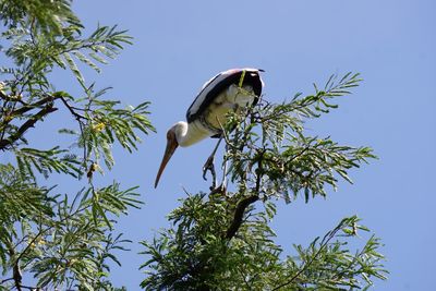 Low angle view of bird perching on tree agains sky