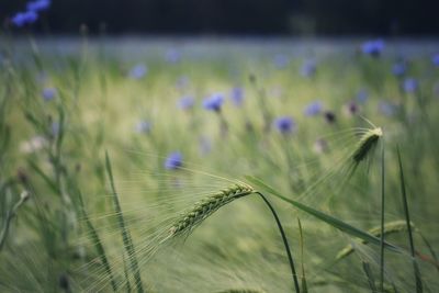 Close-up of purple flower growing on field