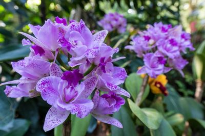 Close-up of pink flowers