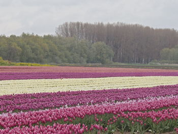 Pink flowers blooming in park