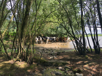 Trees in forest