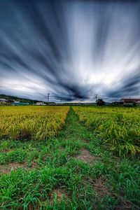 Scenic view of field against sky