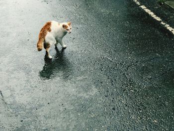 High angle view of cat on road