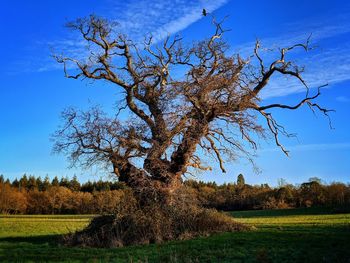 Tree on field against blue sky