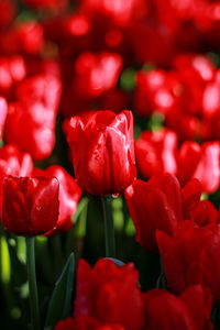 Close-up of red tulips