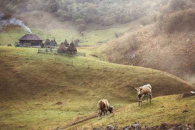 Sheep grazing in a field