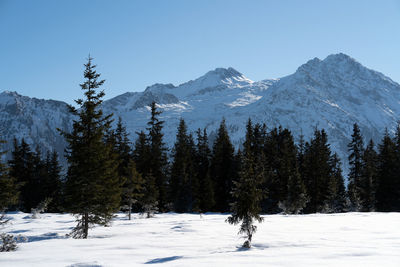 Trees on snow covered landscape against clear sky