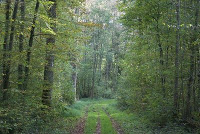 Trees in forest