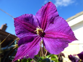 Close-up of pink flower blooming outdoors