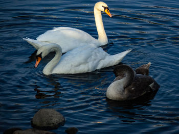 Swans swimming in lake