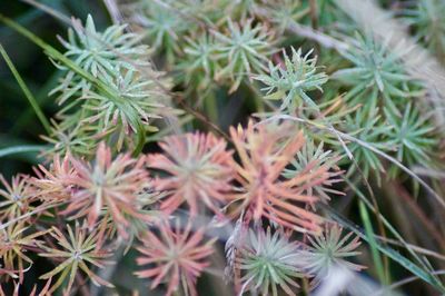 Close-up of succulent plant