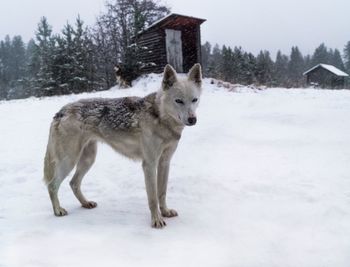 Cat standing on snow covered field