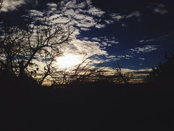 Silhouette of trees at sunset