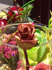 Close-up of pink rose