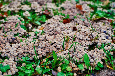 Small mushrooms in green grass, close up. selective focus