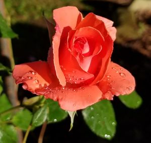 Close-up of wet rose in rainy season