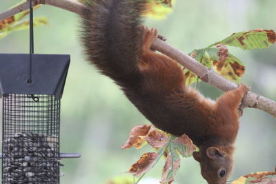 Close-up of squirrel eating hanging from plant