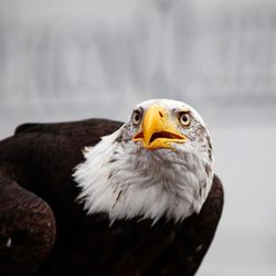 Close-up of a bird