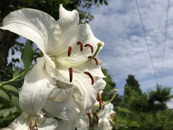 Close-up of white flowering plant against sky