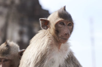 Close-up portrait of monkey