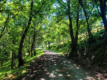 Empty road along trees in forest