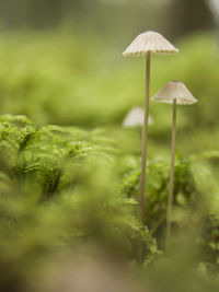 Close-up of mushroom growing outdoors