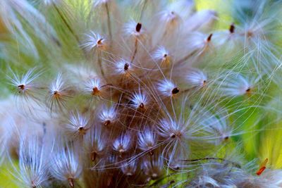 Close-up of dandelion on plant