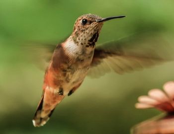 Close-up of a bird flying