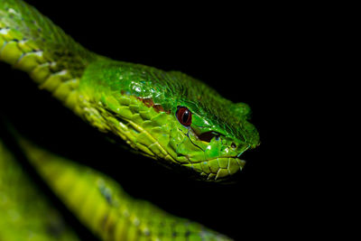 Close-up of green lizard on black background