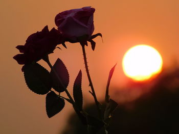 Close-up of orange flower against sky during sunset