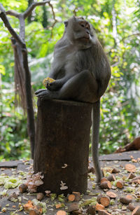 Monkey sitting in a forest