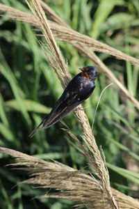 Close-up of bird perching on branch