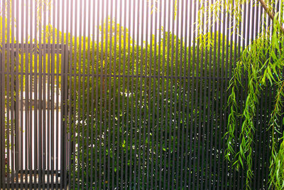 Close-up of bamboo plants in yard