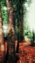 Footpath amidst trees